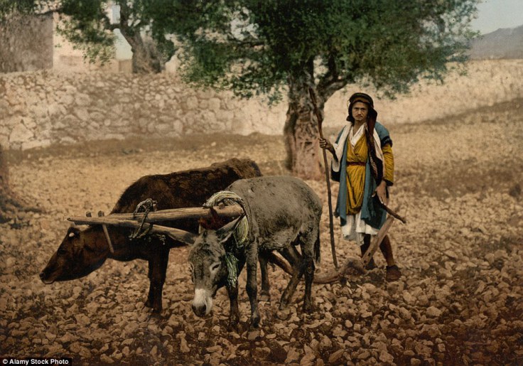 Palestinac sa upregnutim volom i magarcem na farmi, ca. 1895.