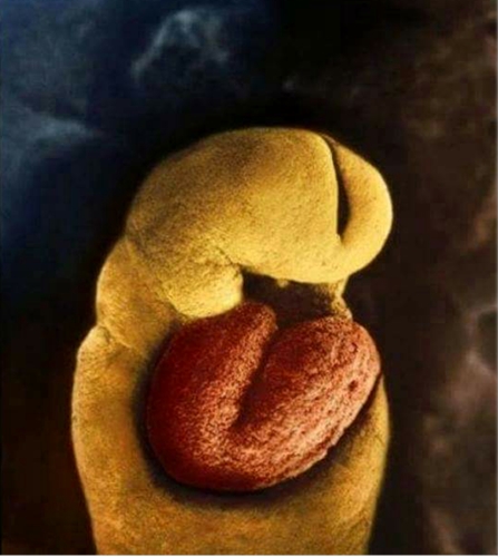 Slika br. 8 - Nakon dvadeset i četiri dana, embrio nema kostiju, ali ljudsko srce počinje da kuca 